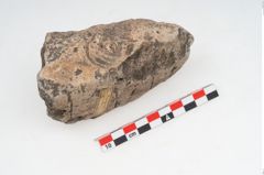 Foto von Feuerbock (NHMW-PRAE-003429)